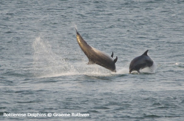 Bottlenose Dolphins © Graeme Ruthven